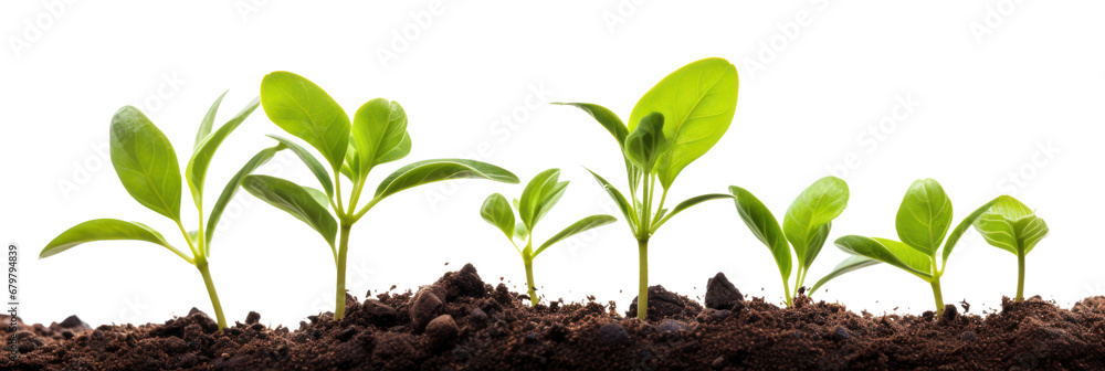 Obraz premium Sprout growth isolated on white transparent background, young plants growing from soil closeup, PNG