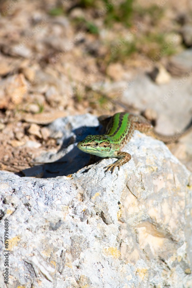 Fototapeta premium Foto lucertola nella natura su un sasso nella campagna del salento