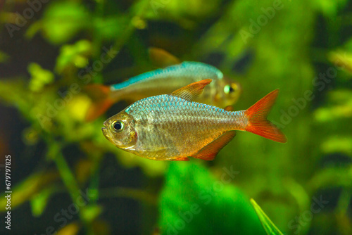 A green beautiful planted tropical freshwater aquarium with fishes.Colombian Tetra (Hyphessobrycon columbianus) beautiful ornamental fish from Colombia