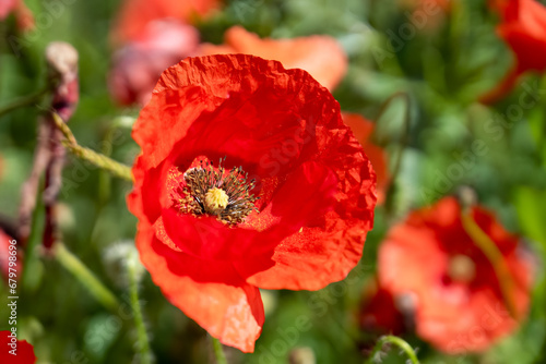close-up of a red poppy (Papaver rhoeas) also known as common poppy, corn poppy, corn rose, field poppy and Flanders poppy