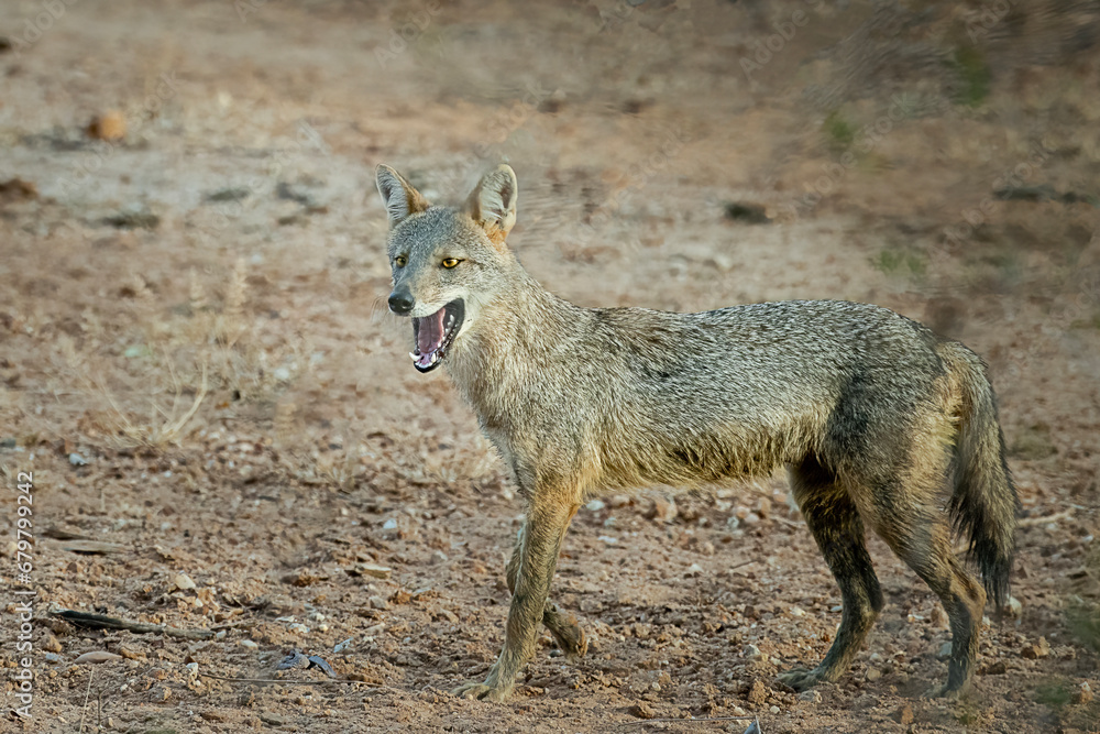red backed jackal red backed jackal