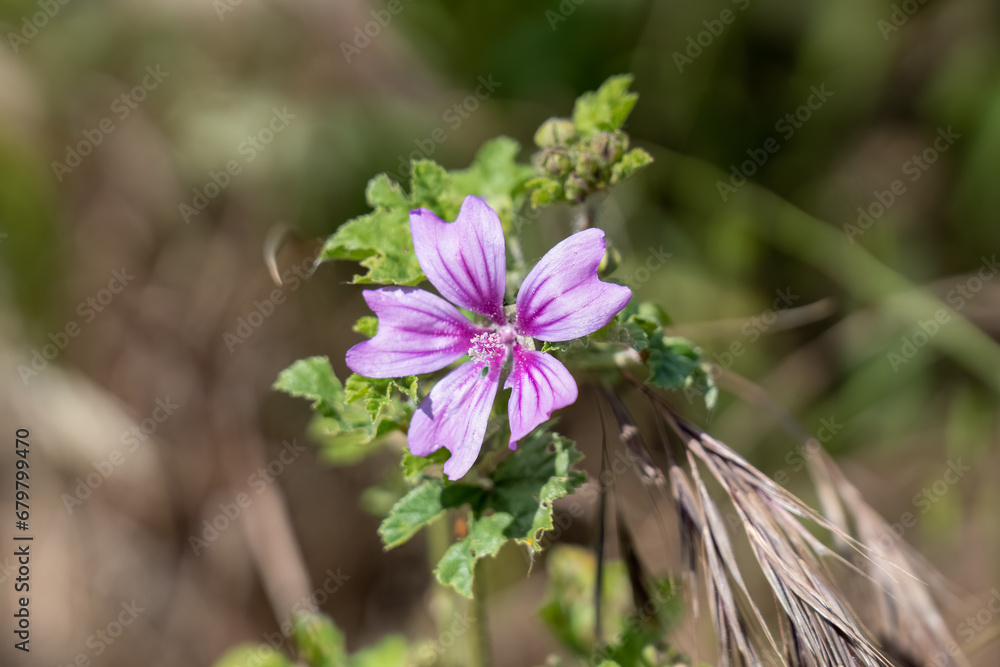Φωτογραφία Beautiful bloom purple flower of the Mallow Common (Malva sylvestris) growing wi