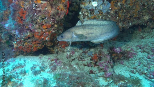 Marine life - Mediterrean forkbeard fish photo