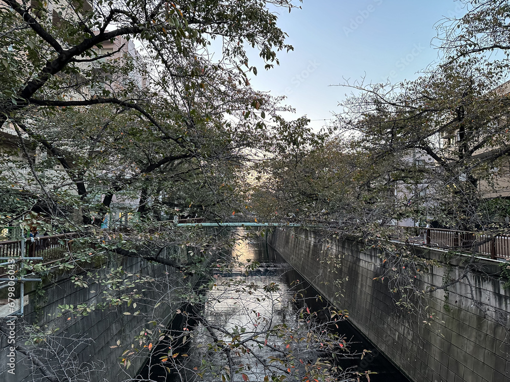 Tokyo, Japan. Autumnal view of Meguro River with sakura trees on both sides of the river. Golden hour, evening, sunset in Tokyo, Japan. Nakameguro area of Japanese capital. Meguro river is Tokyo, Japan. Autumnal view of Meguro River with sakura trees on both sides of the river. Golden hour, evening, sunset in Tokyo, Japan. Nakameguro area of Japanese capital. Meguro river is