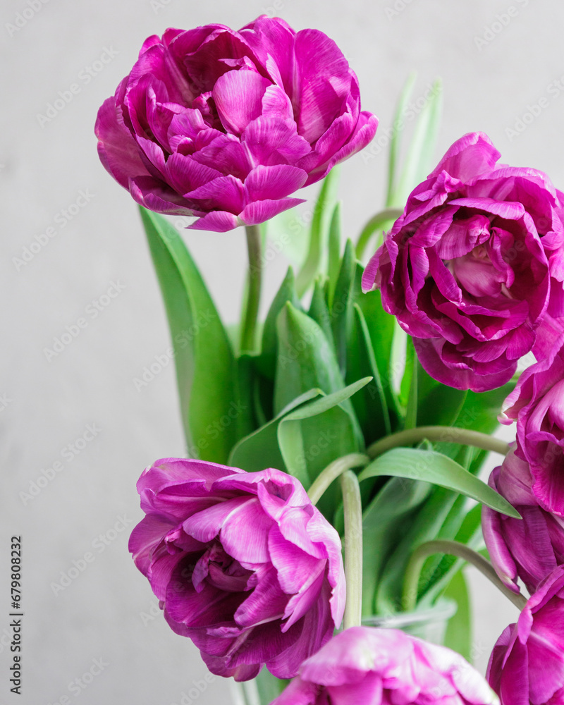 Obraz premium bouquet of gray red lilac tulips in glass vase on dark background. flower bouquet in vase on table. Gift interior decoration. florist, decorator. Flower shop.