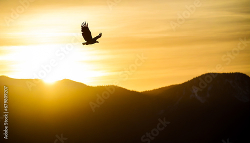 American bald eagle bald eagle in flight on the sunset sky.
