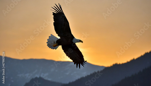 American bald eagle bald eagle in flight on the sunset sky.