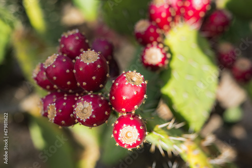 Sunlit Prickly Pear Cactus Fruit Cluster