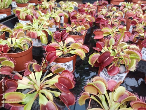 Quadro su tela Venus fly tramp plants isolated garden centre