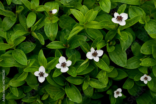 Dwarf cornel flowers