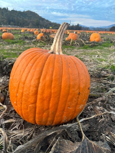 Fall Pumpkin Patch and Corn Mazes