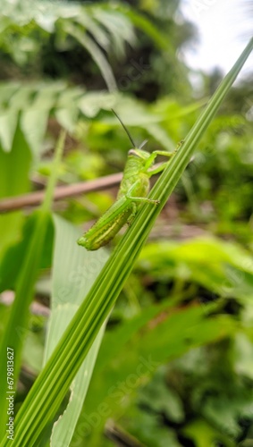 grasshopper on the green leaf