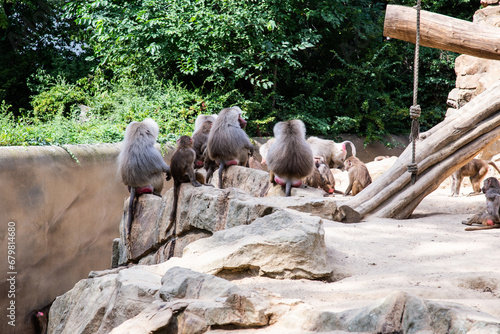 Photography Affen vor der Stadtlandschaft im Zoo Berlin
