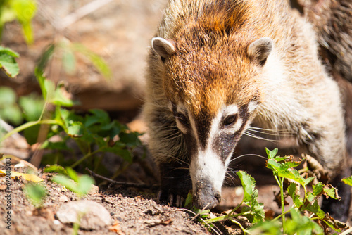 Nasenbär im Zoo Berlin photo