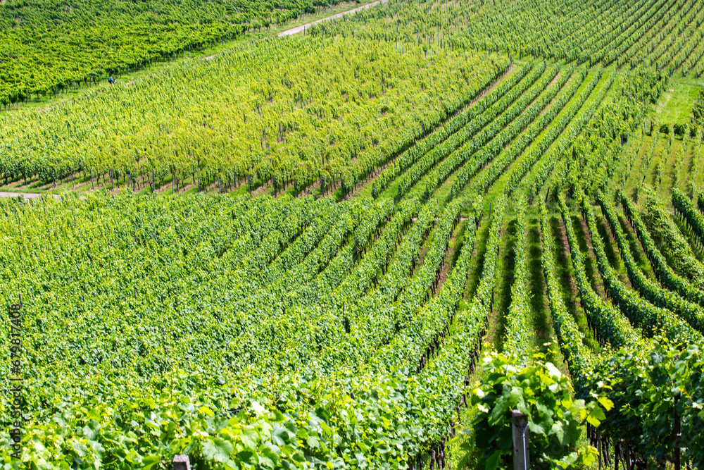 Obraz premium Wein in Staufen an der Burg, Breisgau