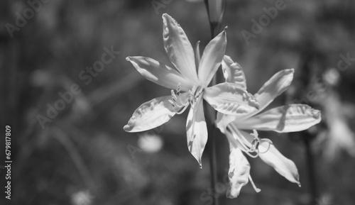 Close-up of white mountain lily (Paradisea liliastrum) flowers along the path to Mandron refuge in the Mandrone basin, Adamello group, Italy. Black and white image photo