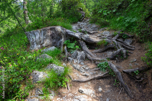 Wallpaper Mural Detail of a mountain path. Stump of a tree with roots on the path. Madonna di Campiglio, Italy Torontodigital.ca