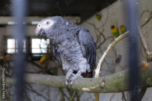 A Grey Parrot in a cage. In the background are unsharp lovebirds visible.