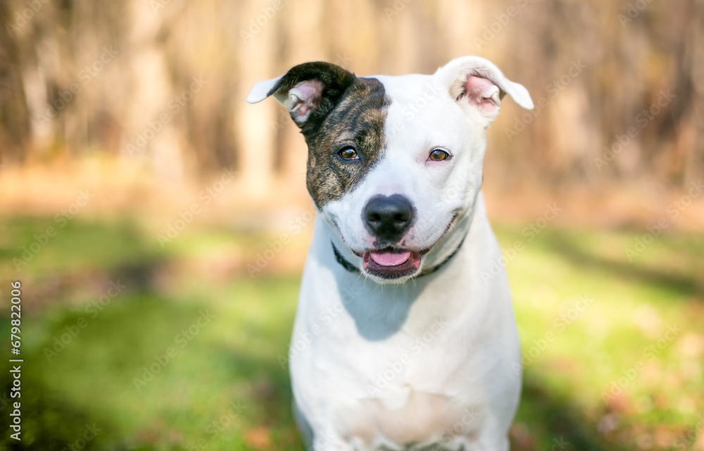 A Pit Bull Terrier mixed breed dog with a happy expression