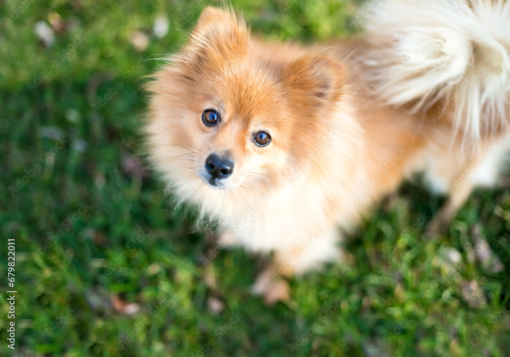 A fluffy Pomeranian dog looking up at the camera A fluffy Pomeranian dog looking up at the camera