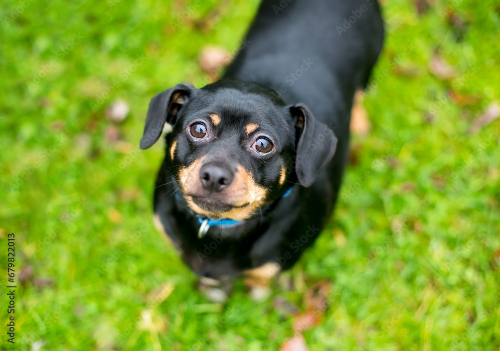 An overweight Chihuahua mixed breed dog looking up An overweight Chihuahua mixed breed dog looking up