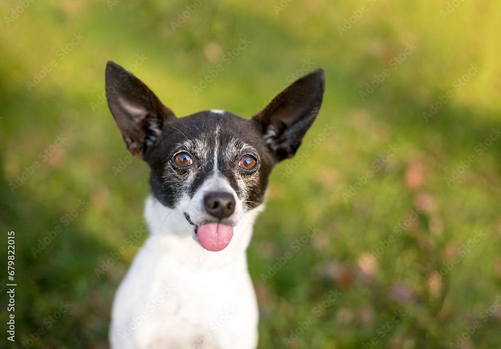 A Rat Terrier mixed breed dog sticking its tongue out A Rat Terrier mixed breed dog sticking its tongue out