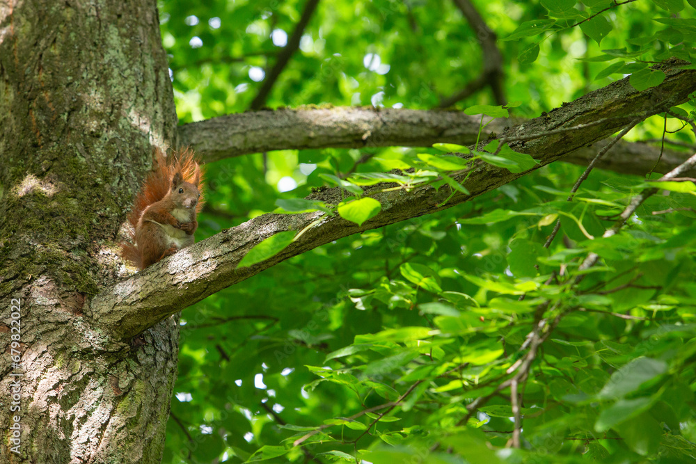 Eichhörnchen im Schlosspark Niederschönhause, Berlin Eichhörnchen im Schlosspark Niederschönhause, Berlin