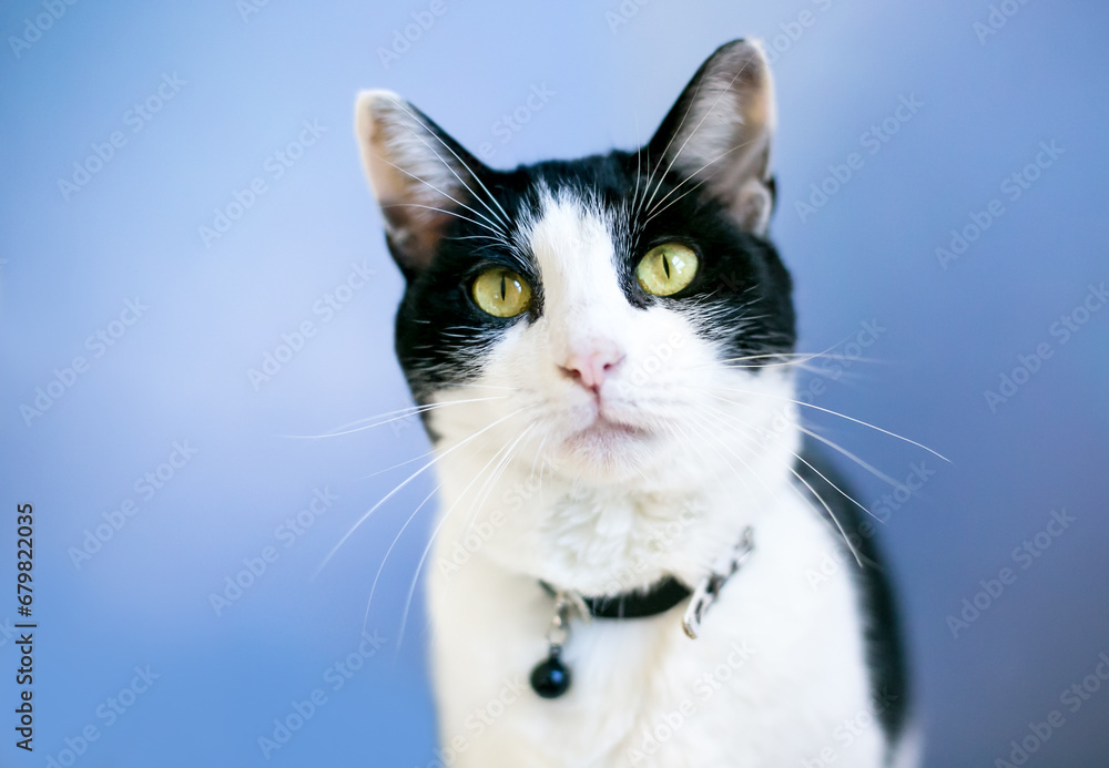 A black and white shorthair cat wearing a collar with a bell A black and white shorthair cat wearing a collar with a bell