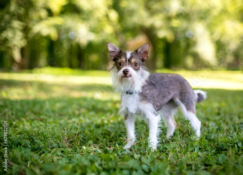 A Chihuahua x Wire Fox Terrier mixed breed dog outdoors