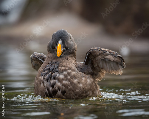 Tufted Puffin - 9652