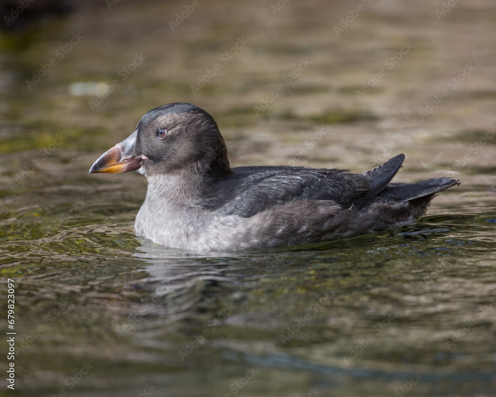 Tufted Puffin - 9856.jpg Tufted Puffin - 9856.jpg