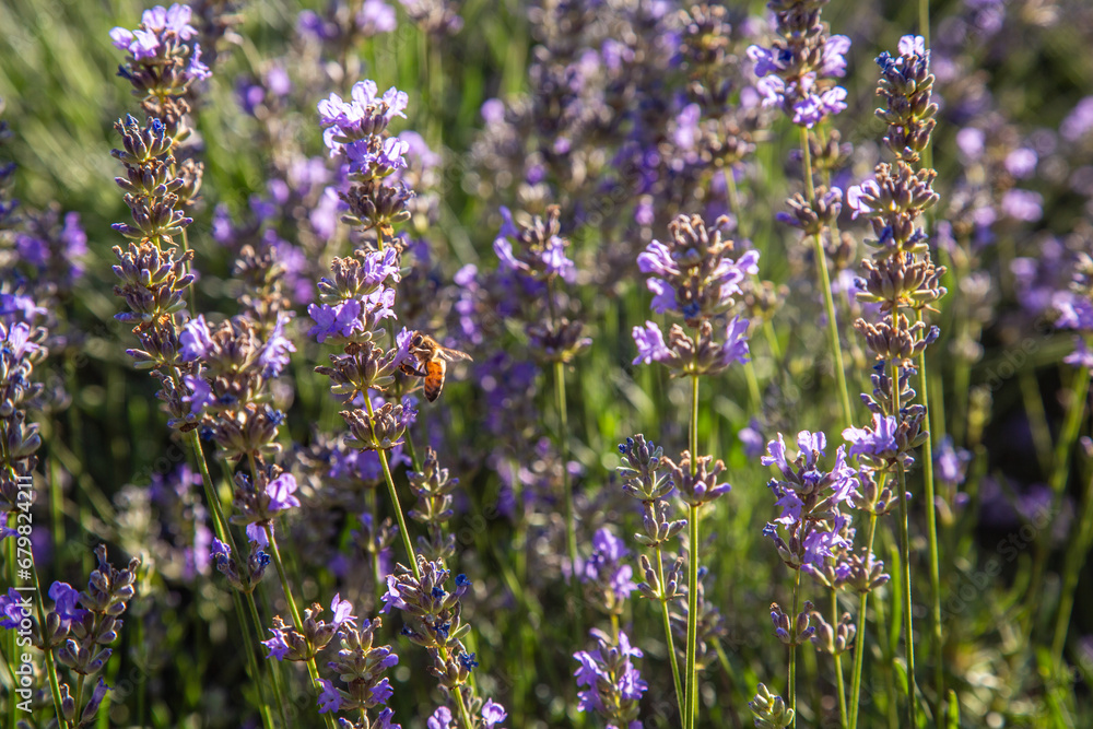 Fototapeta premium Lavendel im Botanischer Garten Berlin