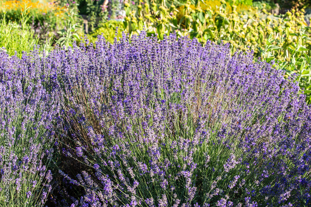 Fototapeta premium Lavendel im Botanischer Garten Berlin