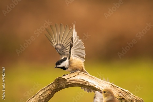 Chickadee flying off a branch