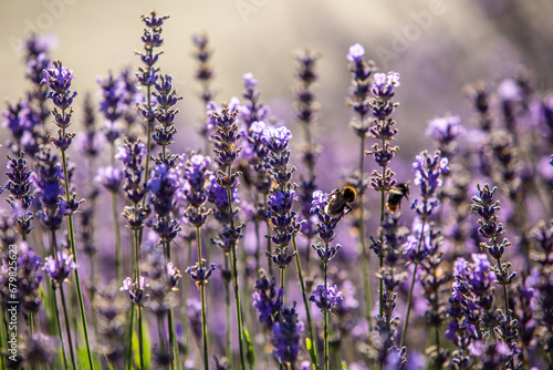 Bild auf Leinwand Lavendel im Botanischer Garten Berlin