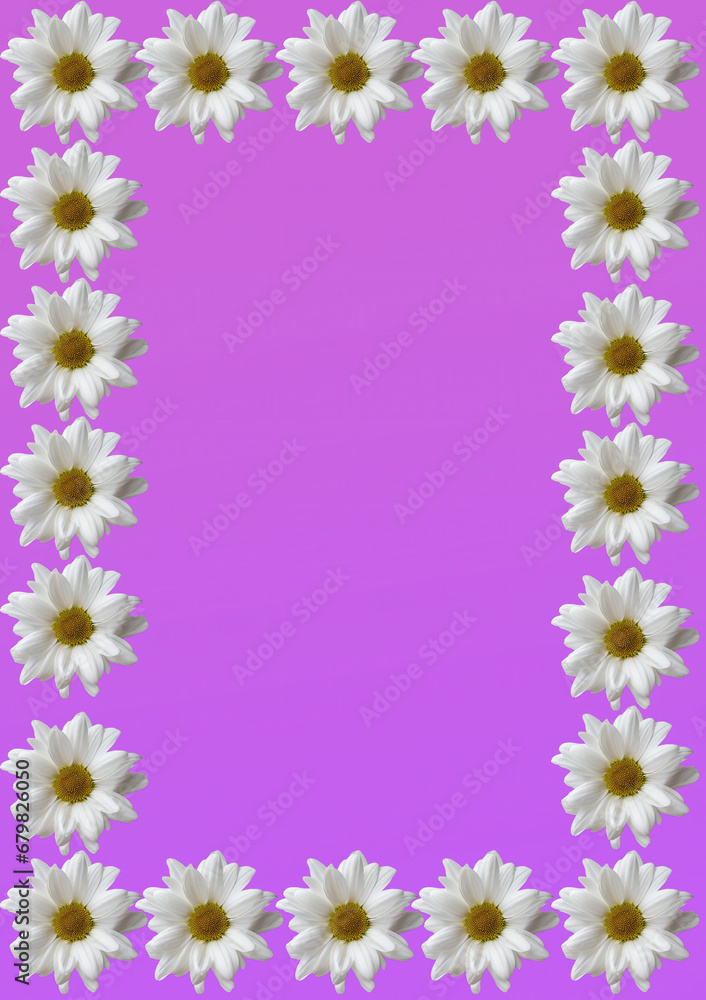 White daisies, flowers for a design card, flyer
