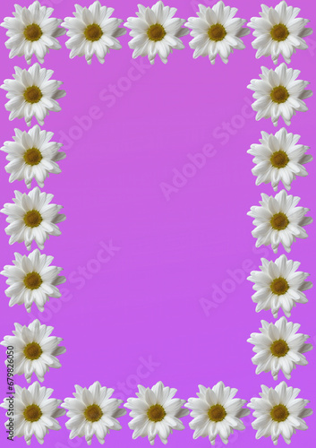 White daisies, flowers for a design card, flyer