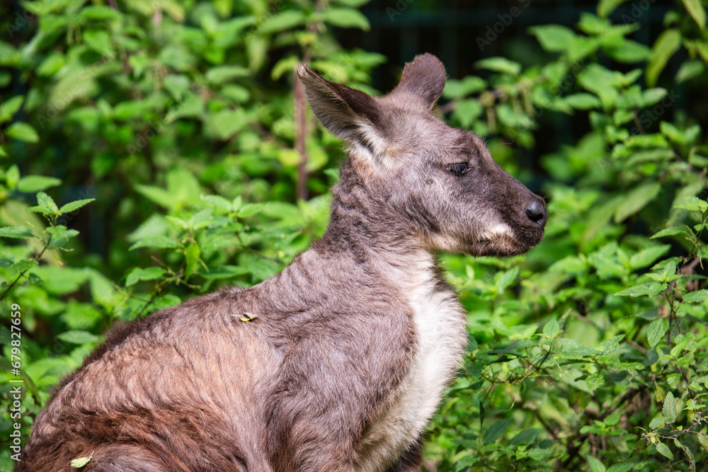 Fototapeta premium Känguruh im Tierpark Berlin