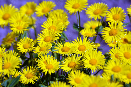 Doronicum orientale blooms in a flower bed