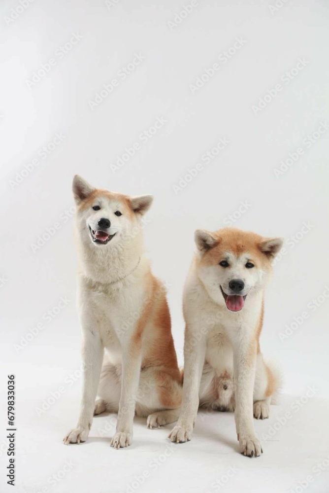 Japanese akitas sitting side by side on a white background with their eyes open in a peaceful moment