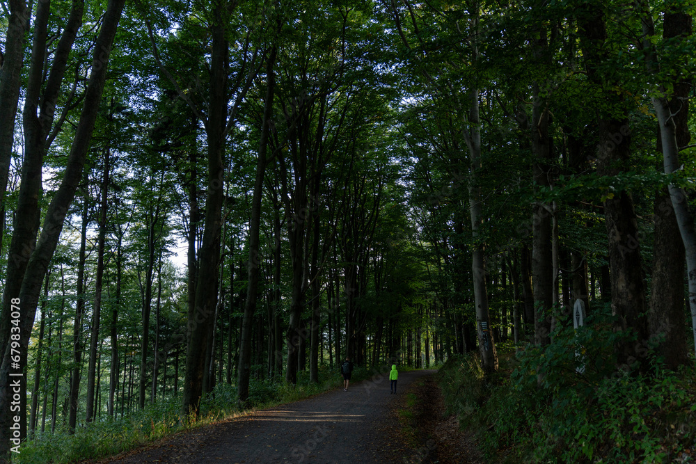 Naklejka premium path in the forest