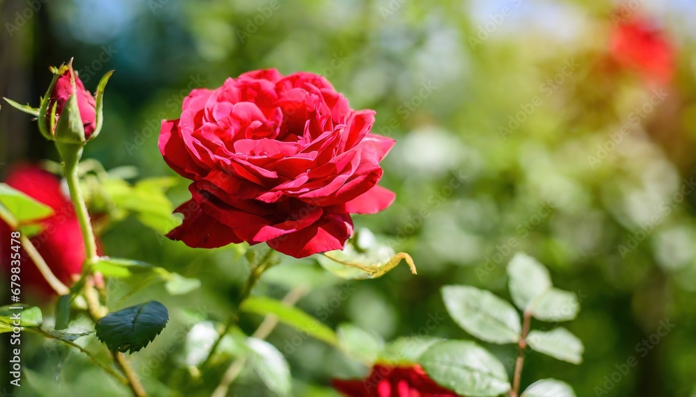Red roses bloom in the summer in the country garden Red roses bloom in the summer in the country garden