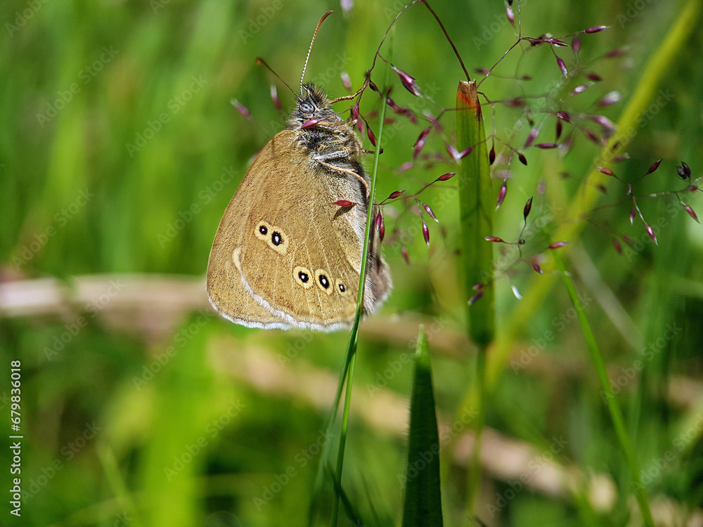 Fototapeta premium butterfly on the grass