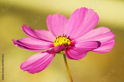 Close-up of a Pink Cosmo Flower in the Sunshine