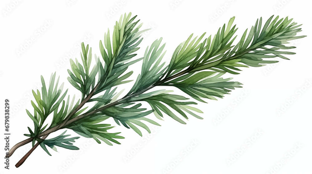 branch of pine in watercolor style branch of pine in watercolor style