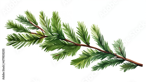 branch of a pine in watercolor style