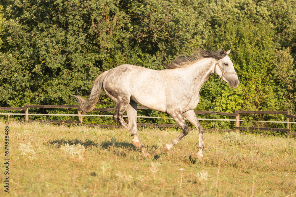 White horse