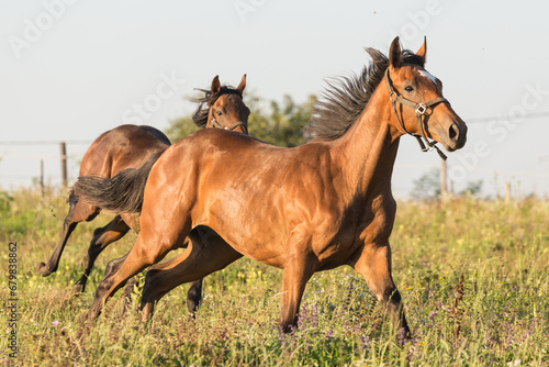 Horse run in meadow © Milica