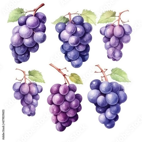 set bunches of blue purple grapes of watercolors on white background