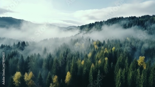 Foggy Autumn Coniferous Forest Landscape aerial view background Travel serene scenic view © Orxan